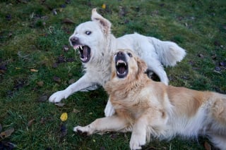 Illustration de l'article : 6 erreurs à éviter pour une sortie réussie au parc canin avec votre chien