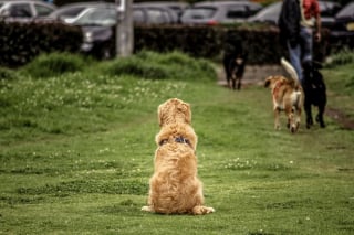 Illustration de l'article : 6 erreurs à éviter pour une sortie réussie au parc canin avec votre chien