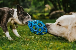 Illustration de l'article : 6 erreurs à éviter pour une sortie réussie au parc canin avec votre chien