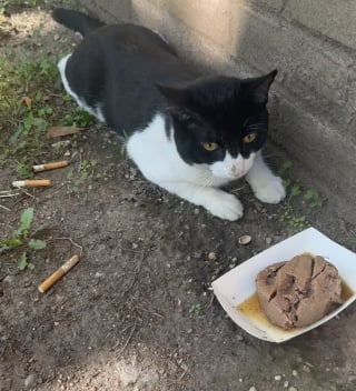 Illustration de l'article : Apeur&eacute;, ce chat refuse de quitter le lieu de son abandon pendant 3 jours jusqu&rsquo;&agrave; ce qu&rsquo;une femme le sauve