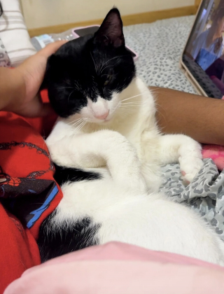 Illustration de l'article : Apeur&eacute;, ce chat refuse de quitter le lieu de son abandon pendant 3 jours jusqu&rsquo;&agrave; ce qu&rsquo;une femme le sauve