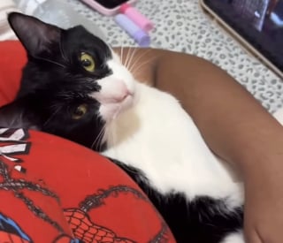 Illustration de l'article : Apeur&eacute;, ce chat refuse de quitter le lieu de son abandon pendant 3 jours jusqu&rsquo;&agrave; ce qu&rsquo;une femme le sauve