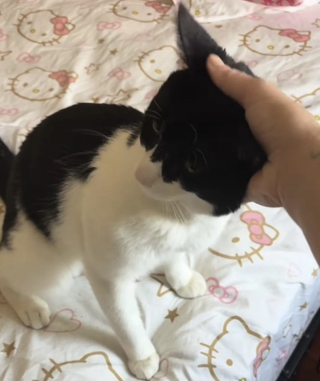 Illustration de l'article : Apeur&eacute;, ce chat refuse de quitter le lieu de son abandon pendant 3 jours jusqu&rsquo;&agrave; ce qu&rsquo;une femme le sauve