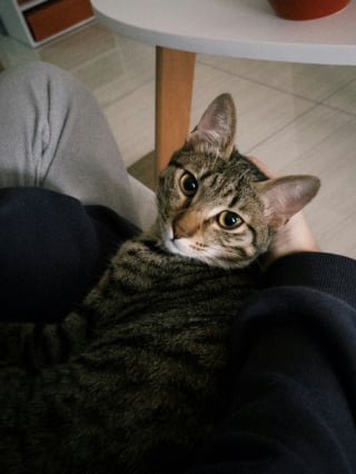 Illustration de l'article : Pourquoi votre chat p&eacute;trit-il votre ventre avec ses pattes ?