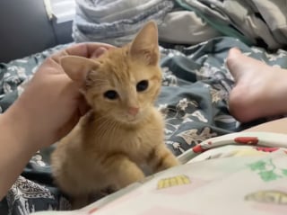 Illustration de l'article : En pleine nuit, ce chaton errant et d&eacute;sesp&eacute;r&eacute; court vers une inconnue qui d&eacute;cide de l&rsquo;adopter (vid&eacute;o)
