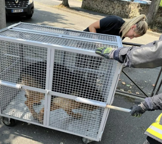 Illustration de l'article : Un signalement permet de sauver un Berger Allemand pi&eacute;g&eacute; dans une rivi&egrave;re et de le r&eacute;unir avec sa famille qui le cherchait