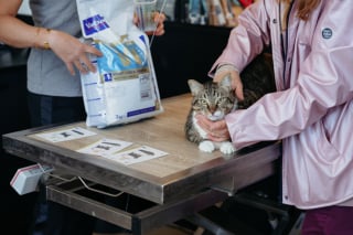 Illustration de l'article : La gestion du poids id&eacute;al chez le chat