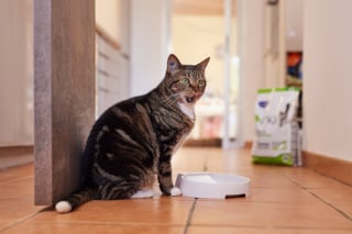 Illustration de l'article : La gestion du poids id&eacute;al chez le chat