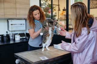 Illustration de l'article : Évaluer le score d'état corporel de son chien ou de son chat