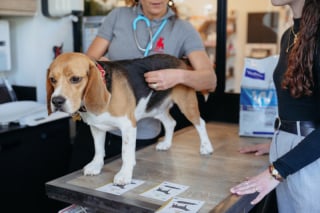 Illustration de l'article : Évaluer le score d'état corporel de son chien ou de son chat