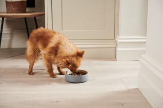 Illustration de l'article : Évaluer le score d'état corporel de son chien ou de son chat