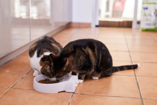 Illustration de l'article : Évaluer le score d'état corporel de son chien ou de son chat