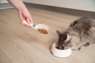 Illustration de l'article : Nourrir un chat stérilisé