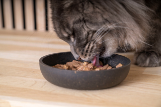 Illustration de l'article : Nourrir un chat stérilisé