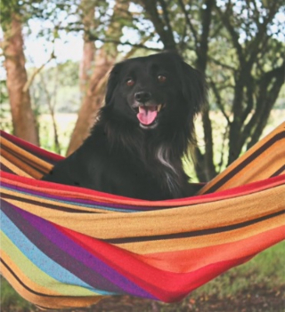 Illustration de l'article : Avec sa charrette et son doudou, ce chien entame un tour d'Europe à vélo aux côtés de sa maîtresse et son amie d'enfance