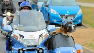 Illustration de l'article : Ce Saint-Bernard sauv&eacute; apr&egrave;s un abandon sillonne d&eacute;sormais les routes &agrave; bord du side-car de son adoptant