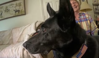 Illustration de l'article : Apr&egrave;s plus de 30 ans dans la police, elle adopte un chien retrait&eacute; de l'arm&eacute;e ayant perdu sa queue lors d'une mission