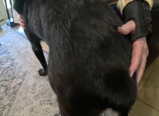 Illustration de l'article : Apr&egrave;s plus de 30 ans dans la police, elle adopte un chien retrait&eacute; de l'arm&eacute;e ayant perdu sa queue lors d'une mission