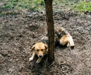 Illustration de l'article : Une femme d&eacute;couvre un chien attach&eacute; &agrave; un arbre depuis une semaine et mobilise b&eacute;n&eacute;voles et policiers pour le sauver