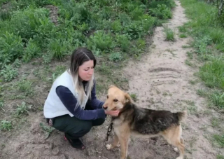 Illustration de l'article : Une femme d&eacute;couvre un chien attach&eacute; &agrave; un arbre depuis une semaine et mobilise b&eacute;n&eacute;voles et policiers pour le sauver