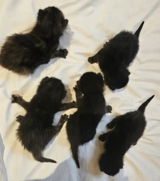 Illustration de l'article : Une enseignante fait demi-tour devant une caisse abandonn&eacute;e, sauve 5 chatons &acirc;g&eacute;s d&rsquo;&agrave; peine 10 jours et finit par adopter l'un d'eux