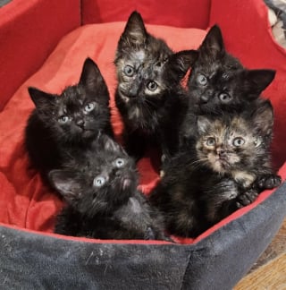 Illustration de l'article : Une enseignante fait demi-tour devant une caisse abandonn&eacute;e, sauve 5 chatons &acirc;g&eacute;s d&rsquo;&agrave; peine 10 jours et finit par adopter l'un d'eux