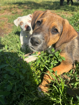 Illustration de l'article : Couvert de puces et de tiques dans un champ, ce chiot est un « petit miracle qui attend une famille aimante pour toujours »