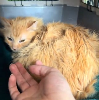 Illustration de l'article : Rescap&eacute;e d'une maison surpeupl&eacute;e, cette chatte s&eacute;niore &agrave; la timidit&eacute; extr&ecirc;me accepte doucement les caresses de sa m&egrave;re d'accueil (vid&eacute;o)