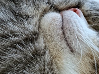 Illustration de l'article : Pourquoi votre chat dort-il avec une patte sur les yeux ?