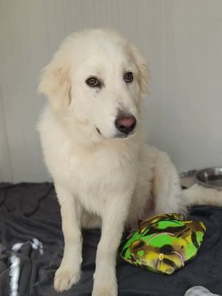Illustration de l'article : Attach&eacute; &agrave; une barri&egrave;re sans eau pendant des heures en Dordogne, un chiot Patou de 6 mois est secouru et confi&eacute; &agrave; la SPA