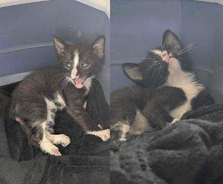 Illustration de l'article : Une conductrice de bus stoppe sa tourn&eacute;e pour sauver un chaton coinc&eacute; dans un portail &eacute;lectrique et lui offre un nouveau d&eacute;part