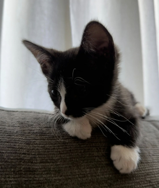 Illustration de l'article : Une conductrice de bus stoppe sa tourn&eacute;e pour sauver un chaton coinc&eacute; dans un portail &eacute;lectrique et lui offre un nouveau d&eacute;part