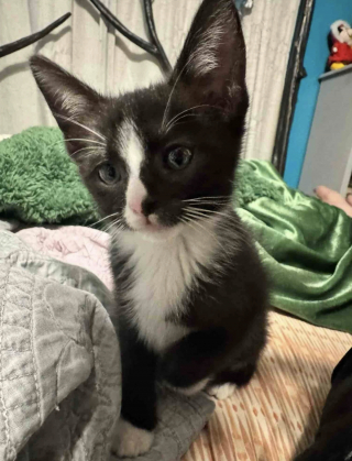 Illustration de l'article : Une conductrice de bus stoppe sa tourn&eacute;e pour sauver un chaton coinc&eacute; dans un portail &eacute;lectrique et lui offre un nouveau d&eacute;part