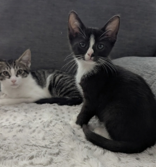 Illustration de l'article : Une conductrice de bus stoppe sa tourn&eacute;e pour sauver un chaton coinc&eacute; dans un portail &eacute;lectrique et lui offre un nouveau d&eacute;part