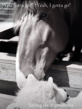 Illustration de l'article : &laquo; Ce triste jour est arriv&eacute; &raquo;, un cheval fait ses adieux &agrave; sa compagne Husky de 18 ans qui vit ses derniers instants (vid&eacute;o)