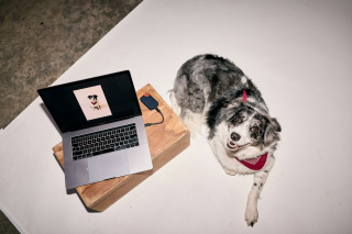 Illustration de l'article : Votre chien vous reconna&icirc;t-il sur un &eacute;cran d&rsquo;ordinateur ? Une &eacute;tude scientifique r&eacute;pond