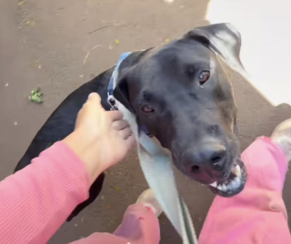 Illustration de l'article : Parti pour une simple journ&eacute;e &agrave; la plage avec des vacanciers, ce chien de refuge trouve finalement sa famille pour toujours (vid&eacute;o)