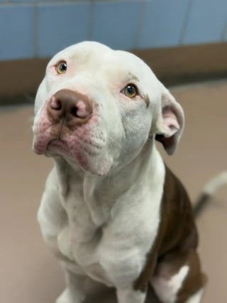 Illustration de l'article : Pour apaiser son anxi&eacute;t&eacute; apr&egrave;s 200 jours au refuge, ce Pitbull s'accroche &agrave; ses peluches partout o&ugrave; il va (vid&eacute;o)