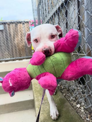 Illustration de l'article : Pour apaiser son anxi&eacute;t&eacute; apr&egrave;s 200 jours au refuge, ce Pitbull s'accroche &agrave; ses peluches partout o&ugrave; il va (vid&eacute;o)