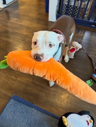Illustration de l'article : Pour apaiser son anxi&eacute;t&eacute; apr&egrave;s 200 jours au refuge, ce Pitbull s'accroche &agrave; ses peluches partout o&ugrave; il va (vid&eacute;o)