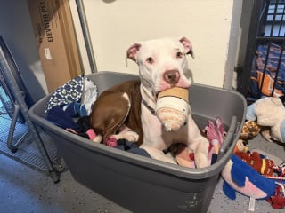 Illustration de l'article : Pour apaiser son anxi&eacute;t&eacute; apr&egrave;s 200 jours au refuge, ce Pitbull s'accroche &agrave; ses peluches partout o&ugrave; il va (vid&eacute;o)