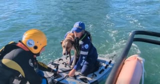 Illustration de l'article : Un chien emport&eacute; au large &eacute;choue sur un &icirc;lot, joue &agrave; cache-cache avec les secouristes jusqu'&agrave; son sauvetage et les retrouvailles avec son propri&eacute;taire