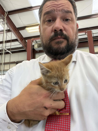 Illustration de l'article : Un sergent de police d&eacute;couvre un chaton coinc&eacute; dans le moteur d&rsquo;une voiture de patrouille et le sauve avant de l&rsquo;adopter