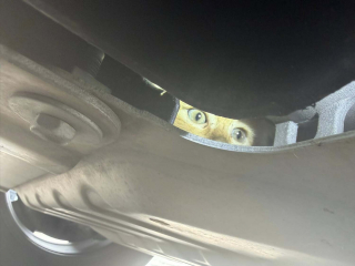 Illustration de l'article : Un sergent de police d&eacute;couvre un chaton coinc&eacute; dans le moteur d&rsquo;une voiture de patrouille et le sauve avant de l&rsquo;adopter