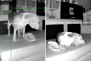 Illustration de l'article : Une femme surprend son Beagle en train de voler une pantoufle pour se r&eacute;conforter, gr&acirc;ce &agrave; une vid&eacute;o de sa cam&eacute;ra de surveillance