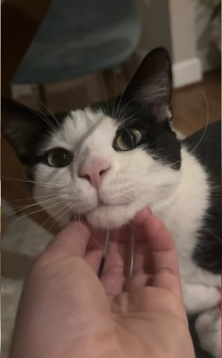 Illustration de l'article : Une b&eacute;n&eacute;vole en deuil est boulevers&eacute;e lorsqu'un chat reproduit le m&ecirc;me coup de t&ecirc;te que son ancien f&eacute;lin et d&eacute;cide de l'adopter (vid&eacute;o)