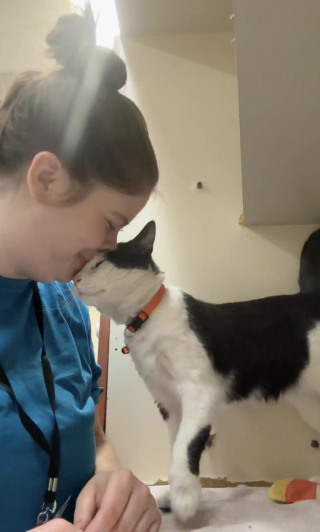 Illustration de l'article : Une b&eacute;n&eacute;vole en deuil est boulevers&eacute;e lorsqu'un chat reproduit le m&ecirc;me coup de t&ecirc;te que son ancien f&eacute;lin et d&eacute;cide de l'adopter (vid&eacute;o)