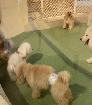 Illustration de l'article : Ignorant totalement les autres chiens de la pension cette petite Caniche attend patiemment le retour de sa propri&eacute;taire (vid&eacute;o)