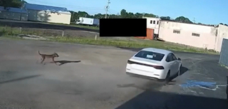 Illustration de l'article : Film&eacute; en train de courir d&eacute;sesp&eacute;r&eacute;ment derri&egrave;re une voiture qui venait de l'abandonner ce chien retrouve la s&eacute;curit&eacute;