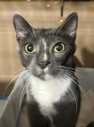Illustration de l'article : Trouv&eacute;e avec ses chatons dans une cave, cette chatte qui attendait d'&ecirc;tre secourue d&eacute;couvre le confort d'un foyer chaleureux